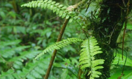 Asplenium pseudoerectum