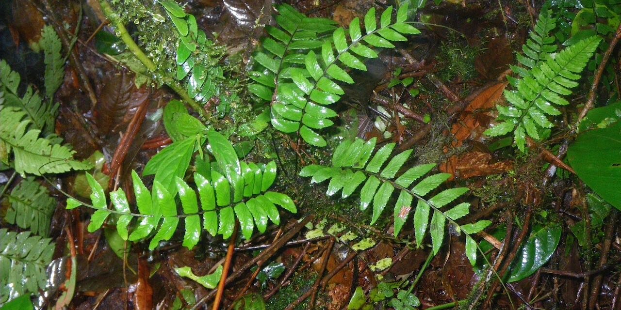 Asplenium cirrhatum