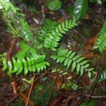 Asplenium cirrhatum