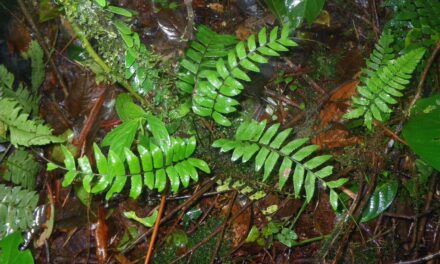 Asplenium cirrhatum