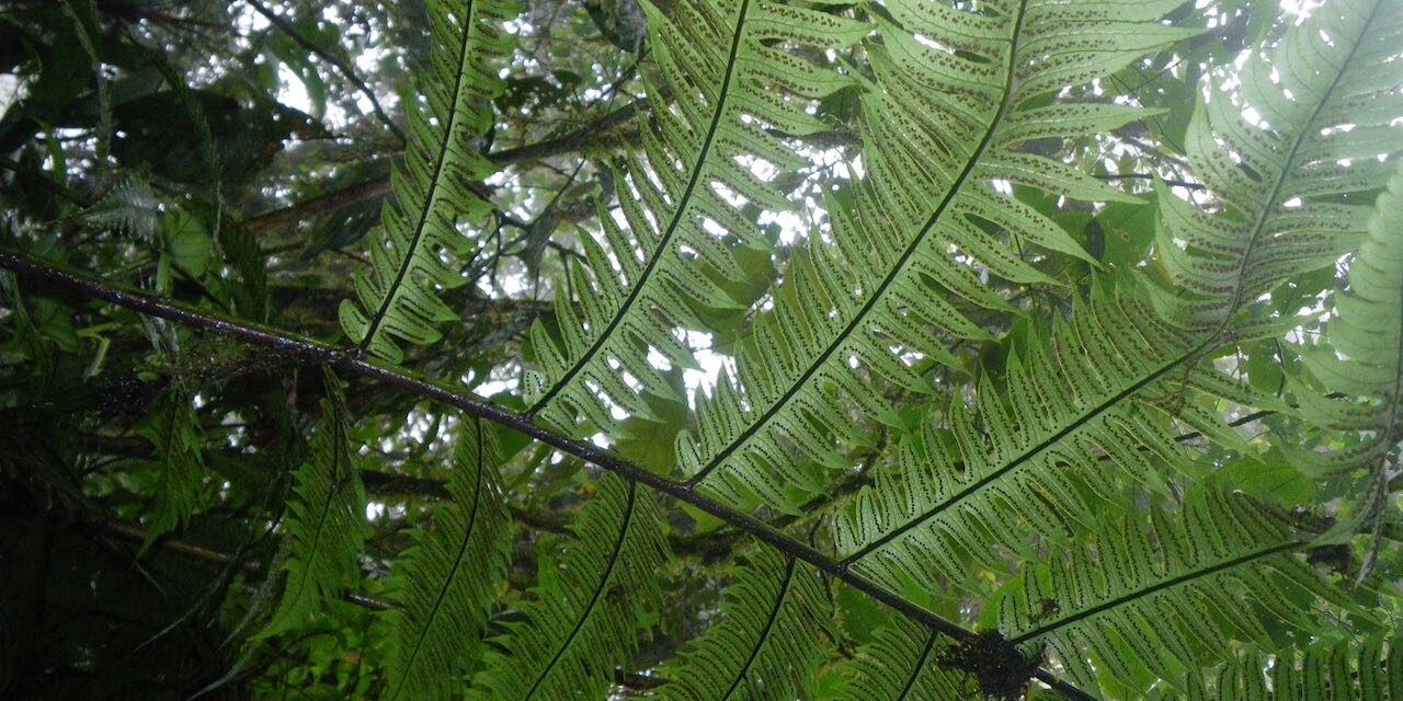 Cyathea mutica var. mutica