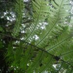 Cyathea mutica var. mutica