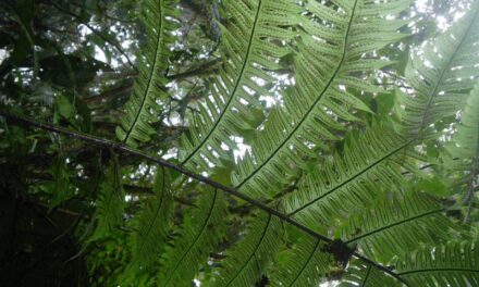 Cyathea mutica var. mutica