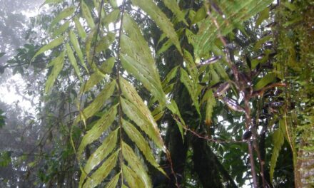 Asplenium serra