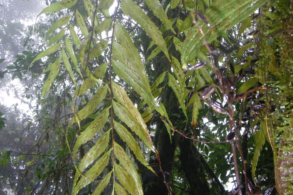 Asplenium serra