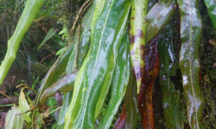 Elaphoglossum heterochroum