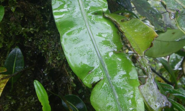 Elaphoglossum latifolium