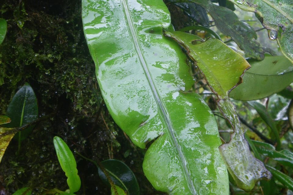 Elaphoglossum latifolium