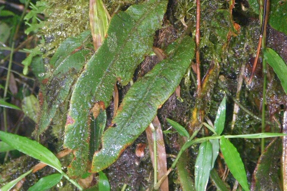 Elaphoglossum lanceiforme