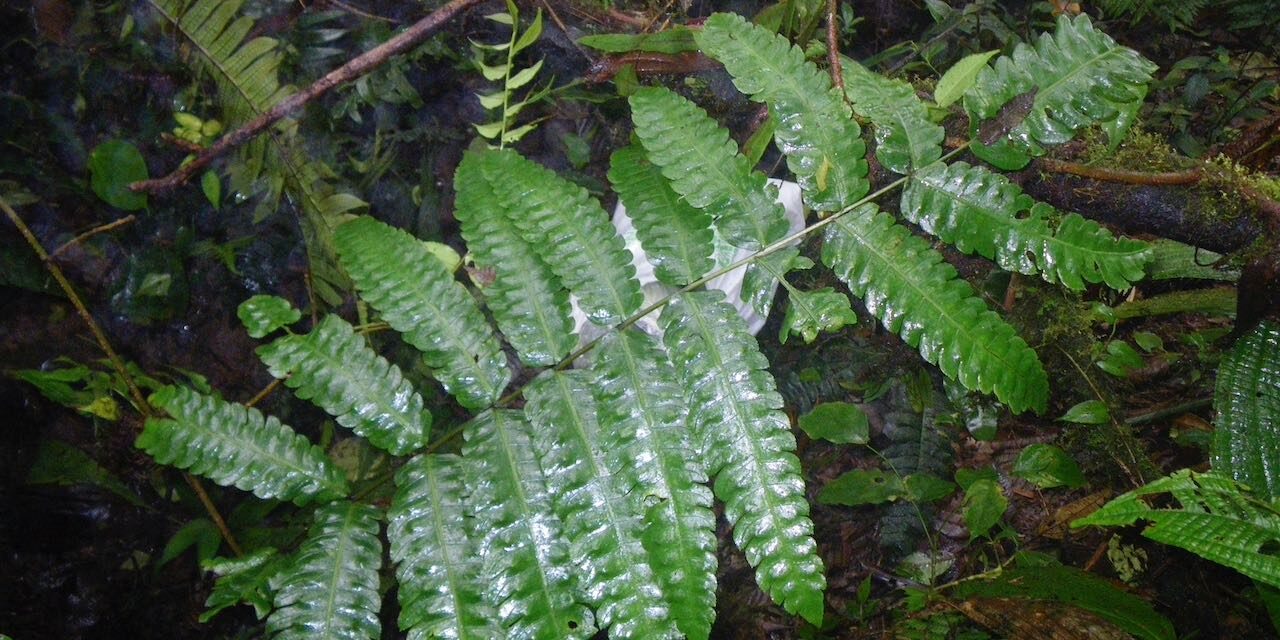 Pteris speciosa