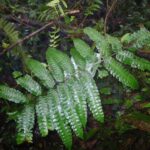 Pteris speciosa