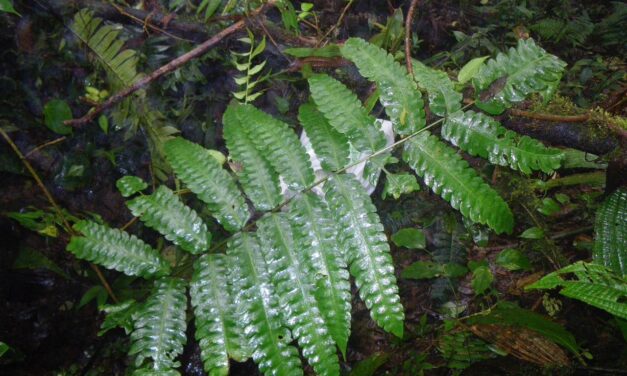 Pteris speciosa