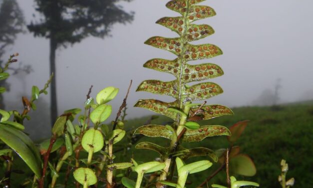 Serpocaulon ptilorhizon