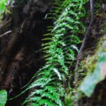 Asplenium dissectum