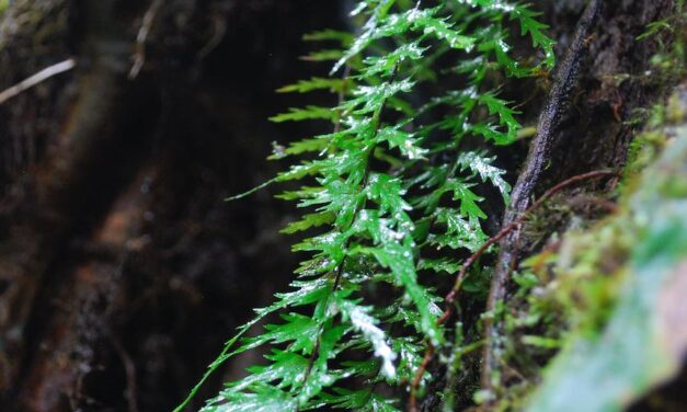 Asplenium dissectum