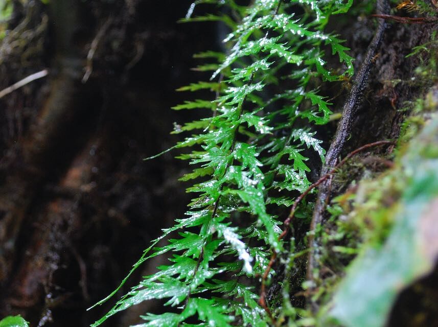 Asplenium dissectum