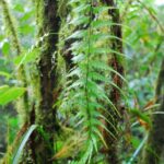 Asplenium cuspidatum