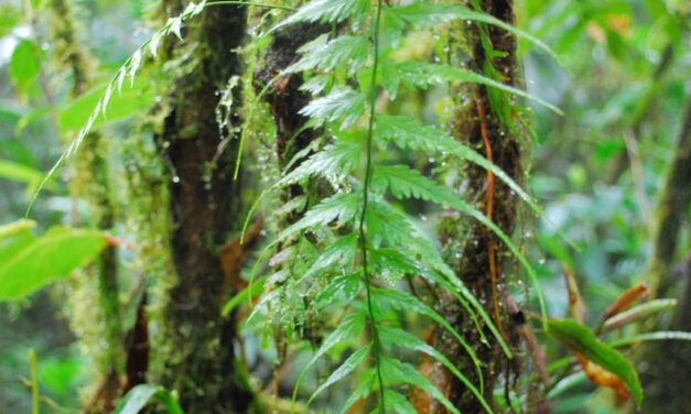 Asplenium cuspidatum