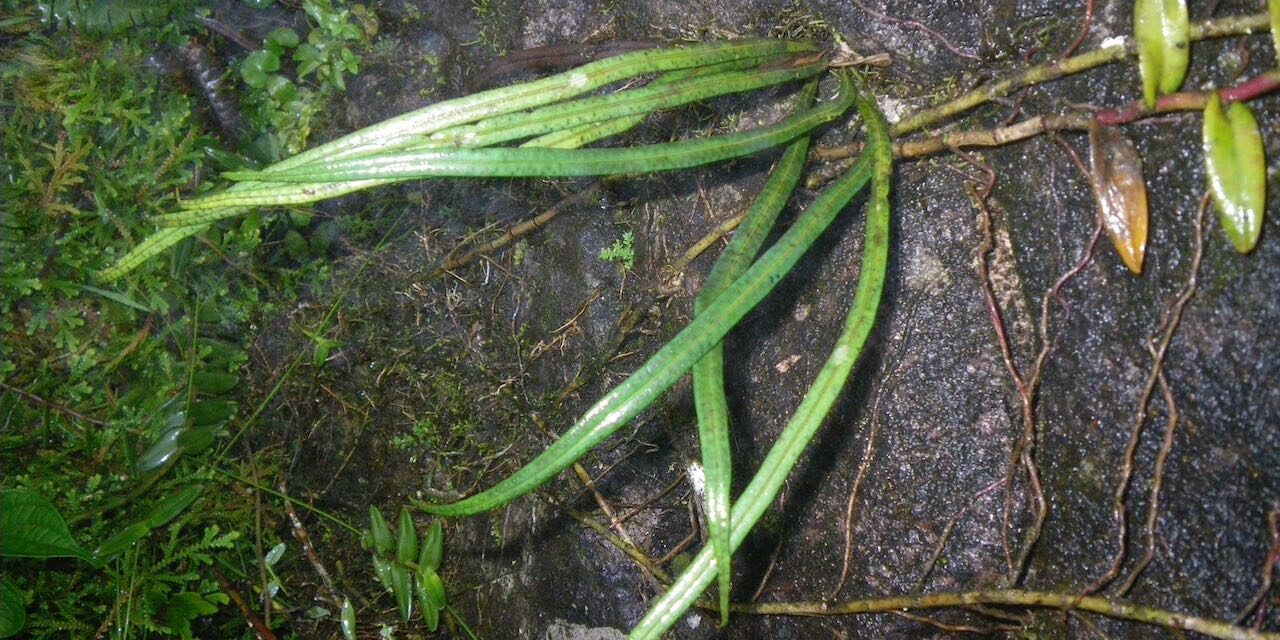 Campyloneurum angustifolium