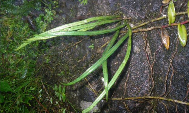 Campyloneurum angustifolium