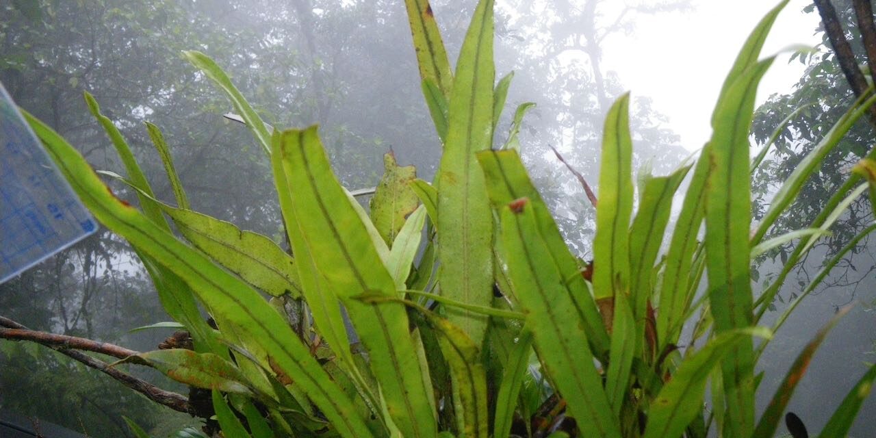 Elaphoglossum ciliatum