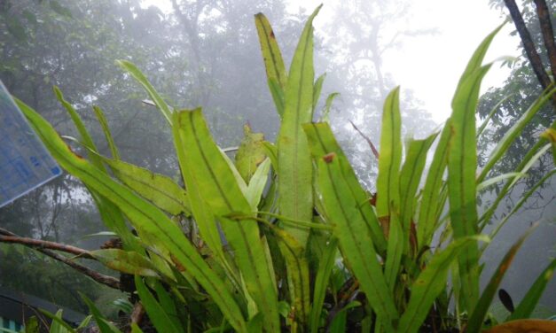 Elaphoglossum ciliatum