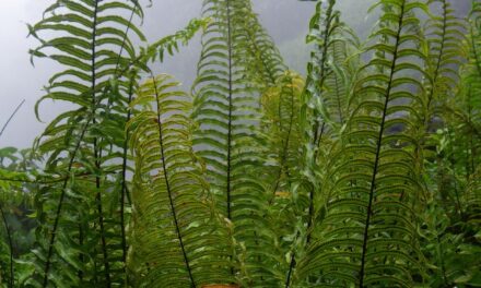 Nephrolepis brownii