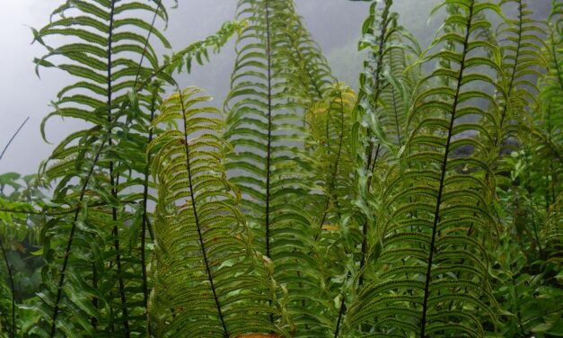 Nephrolepis brownii