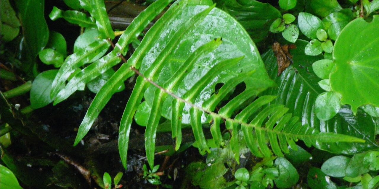 Blechnum occidentale