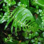 Blechnum occidentale