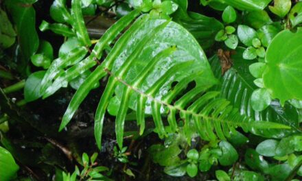 Blechnum occidentale