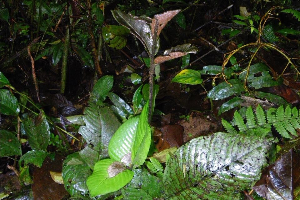 Mickelia oligarchica