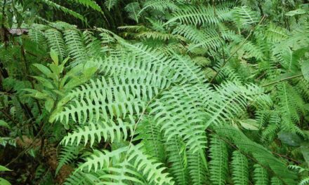 Pteris livida