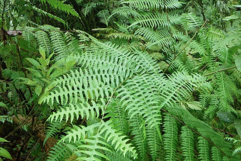 Pteris livida