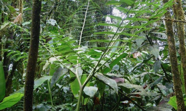 Pteris navarrensis