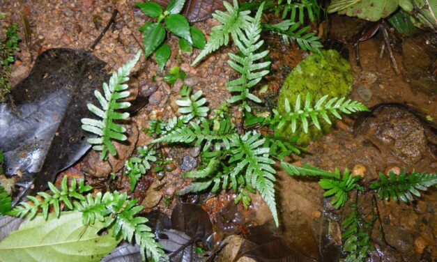 Amauropelta villana