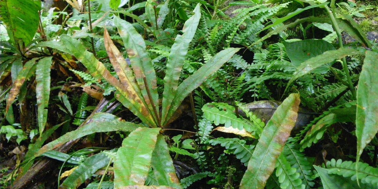 Oleandra decurrens