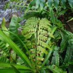 Dryopteris patula