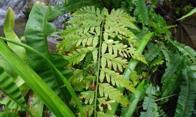 Dryopteris patula