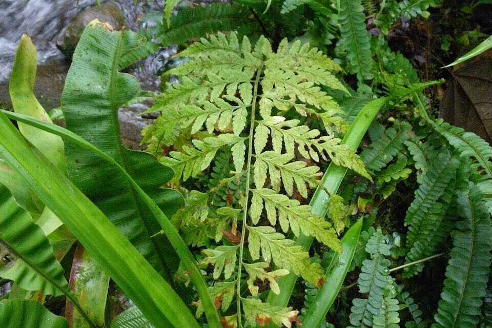 Dryopteris patula