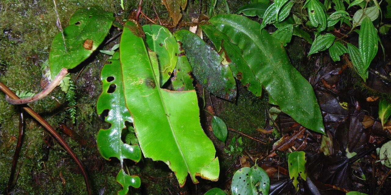 Elaphoglossum decoratum