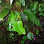 Elaphoglossum decoratum