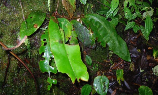 Elaphoglossum decoratum