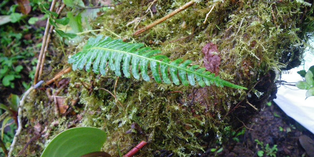 Blechnum appendiculatum