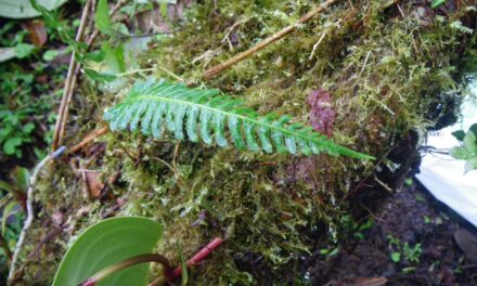 Blechnum appendiculatum