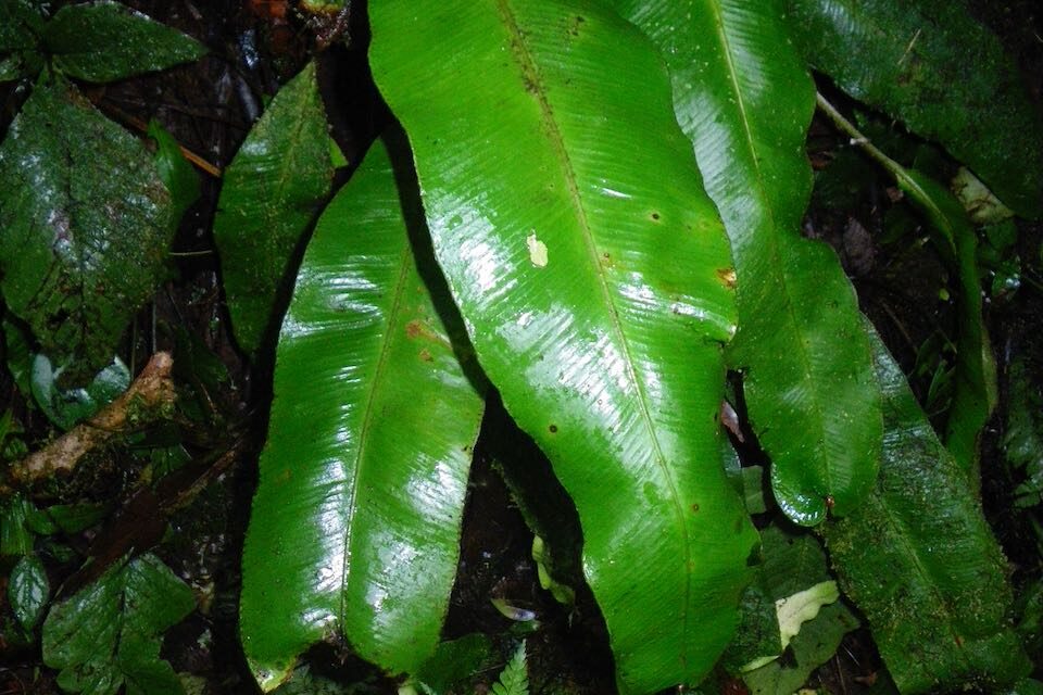 Elaphoglossum phoras