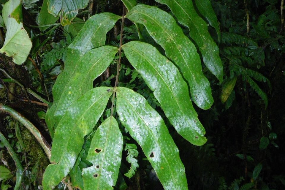 Serpocaulon giganteum