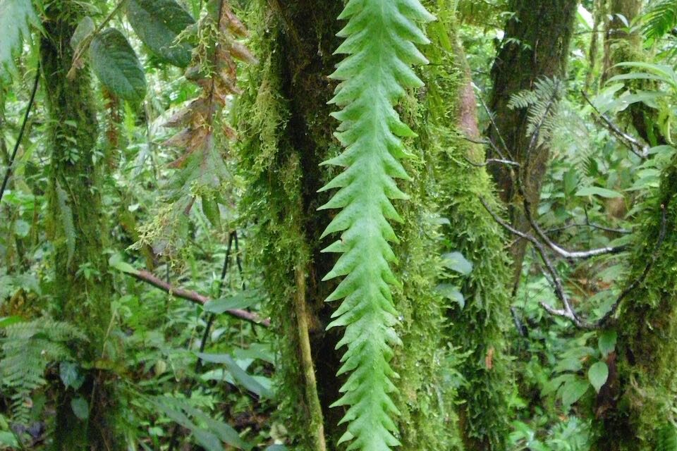 Enterosora trifurcata