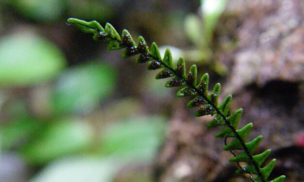 Stenogrammitis limula