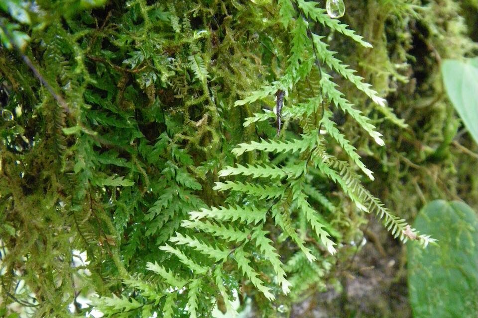 Lellingeria melanotrichia